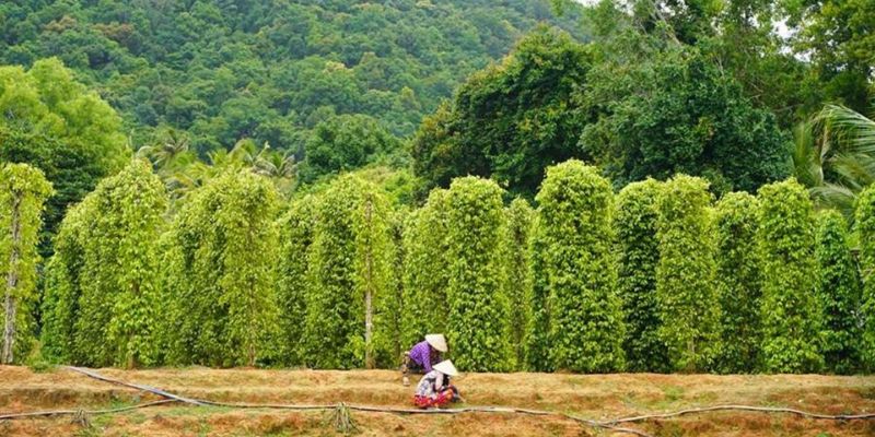 Local Pepper Farm
